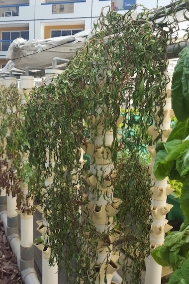 Tower failure due to water deprivation