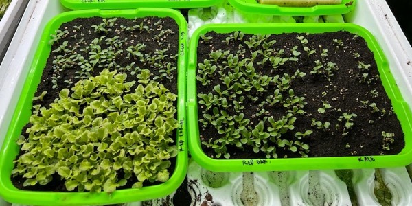 Seeding in trays