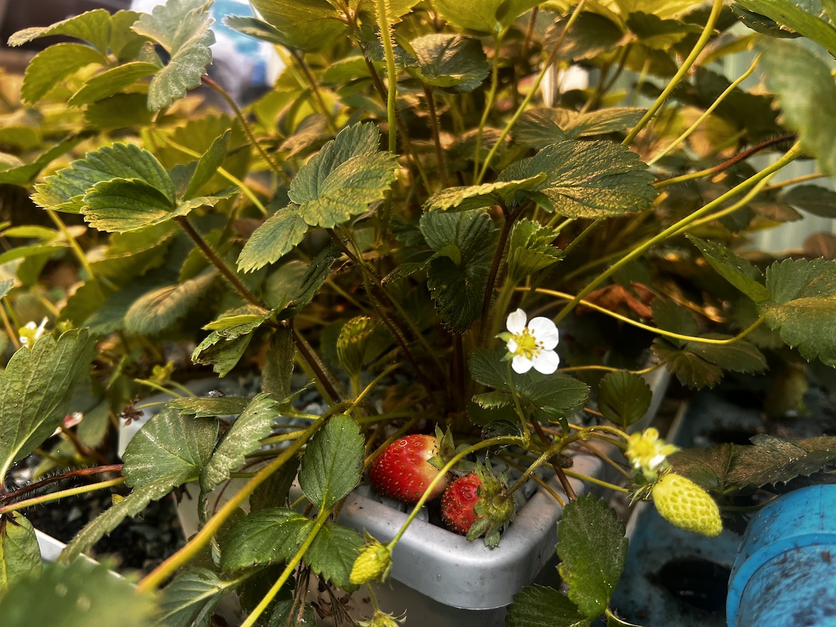 Strawberry.jpeg