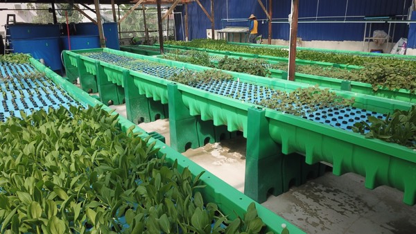 First farm in Malaysia in a housing area