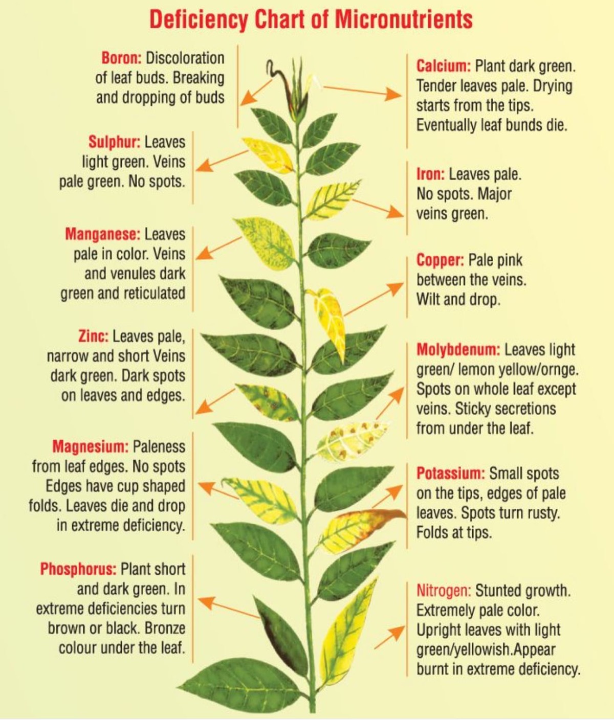 Plants deficiencies